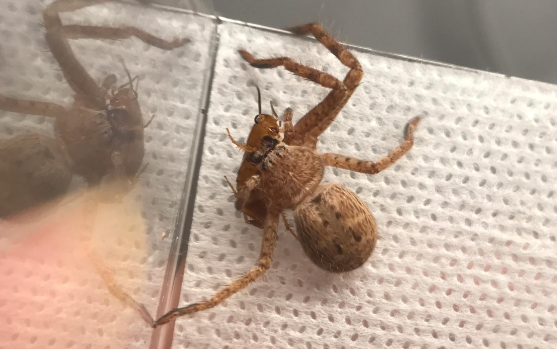 【海岸等足蛛】蜕皮失败的蟹坚强