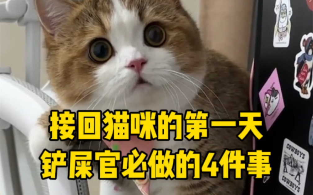 快把你喜欢的猫猫带回家哔哩哔哩bilibili