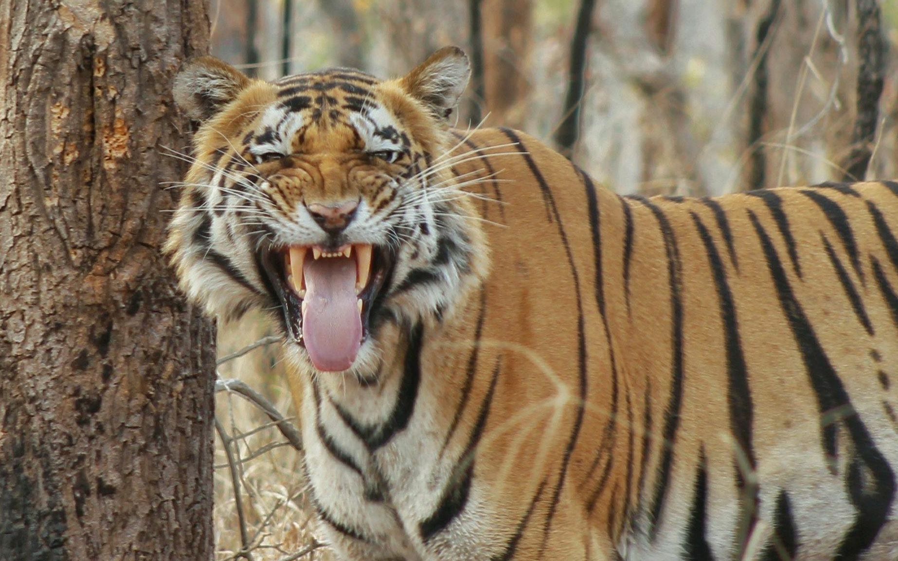 萨特普拉的雄性孟加拉虎拉万正在巡逻中