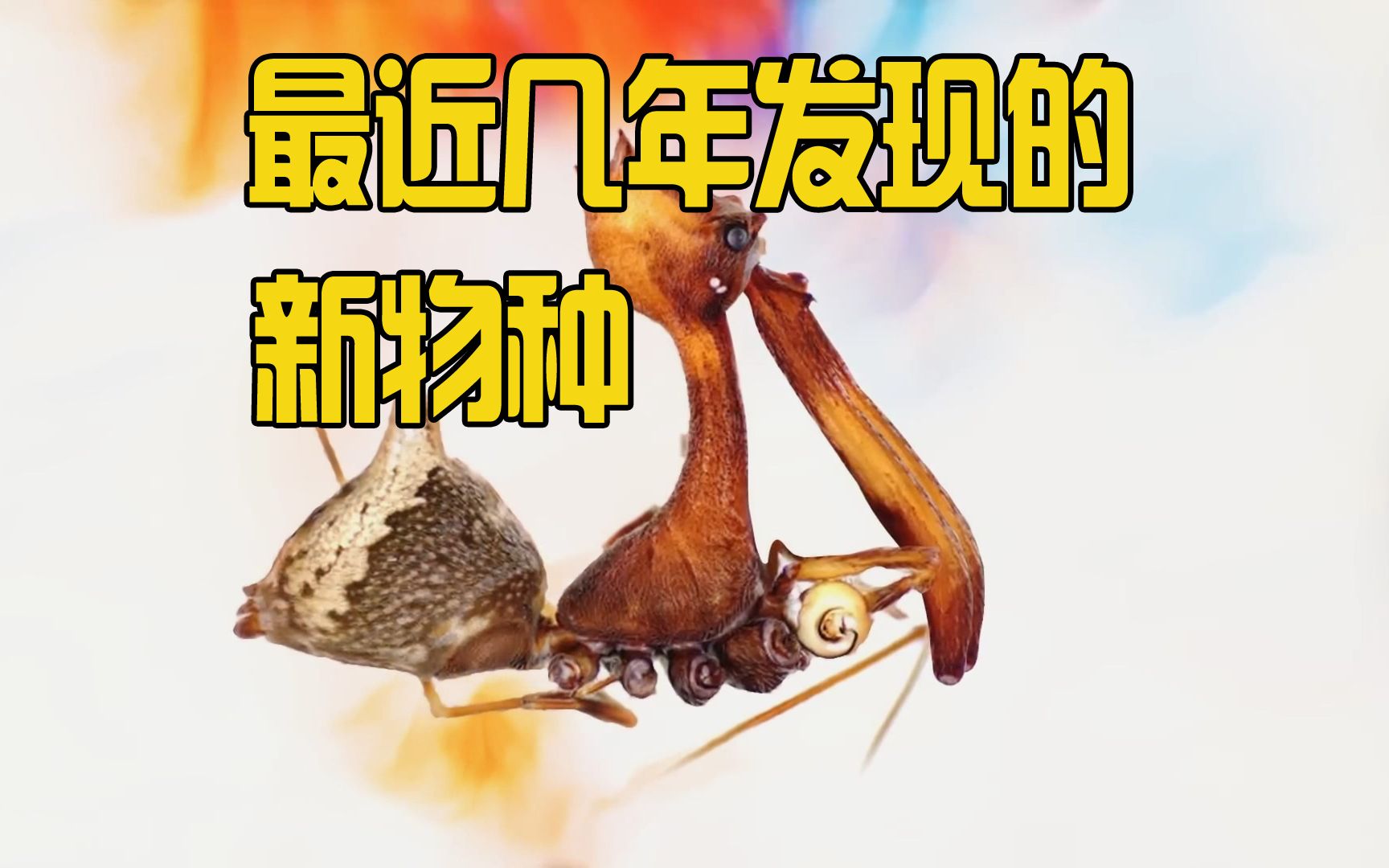 [图]最近几年发现的奇怪新物种