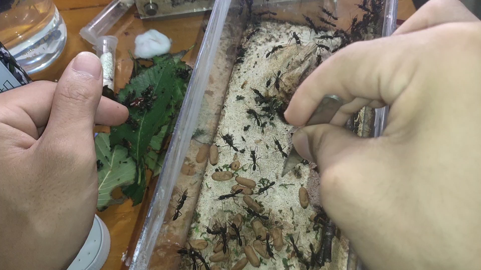 实在买不起巢我把两窝猎镰猛蚁合巢了还不错