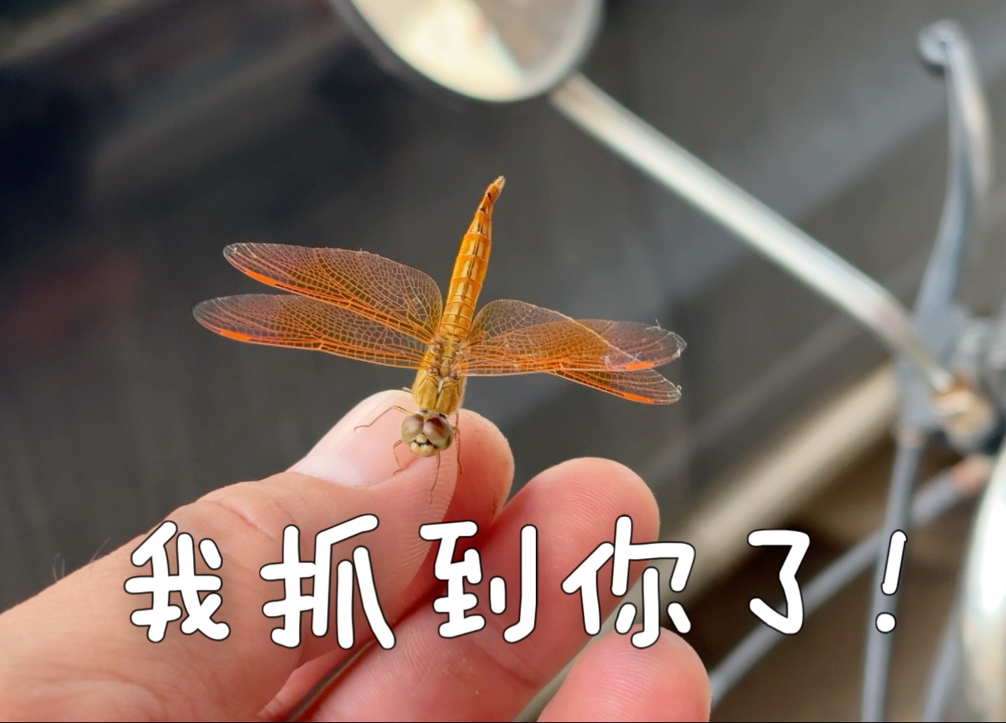 我抓到你了!红蜻蜓