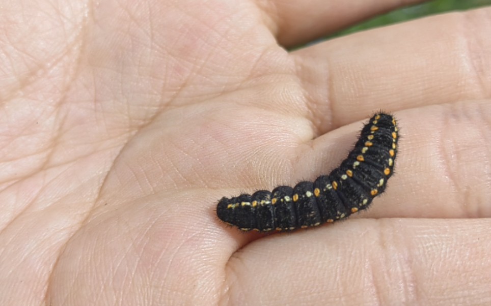 冰清绢蝶幼虫——掉帧