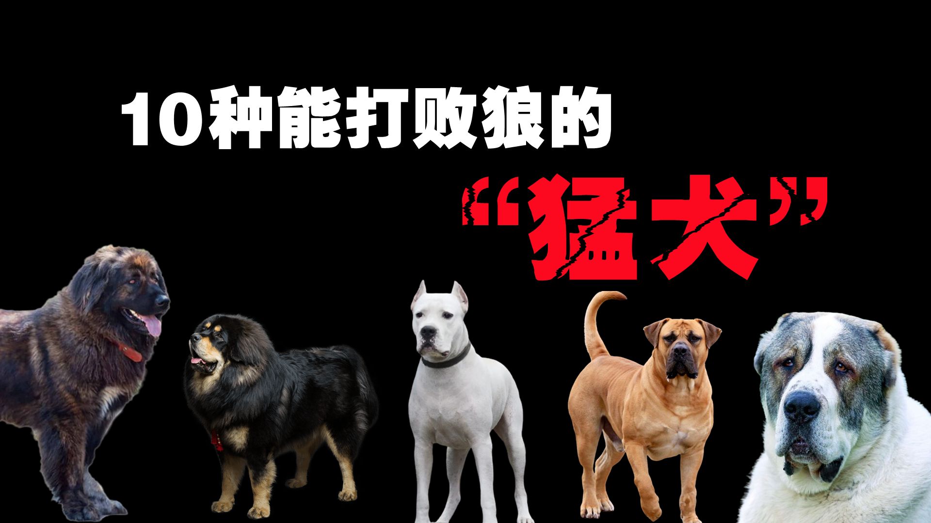 10种能打败狼的“猛犬”,藏獒远比想象中更加可怕!哔哩哔哩bilibili