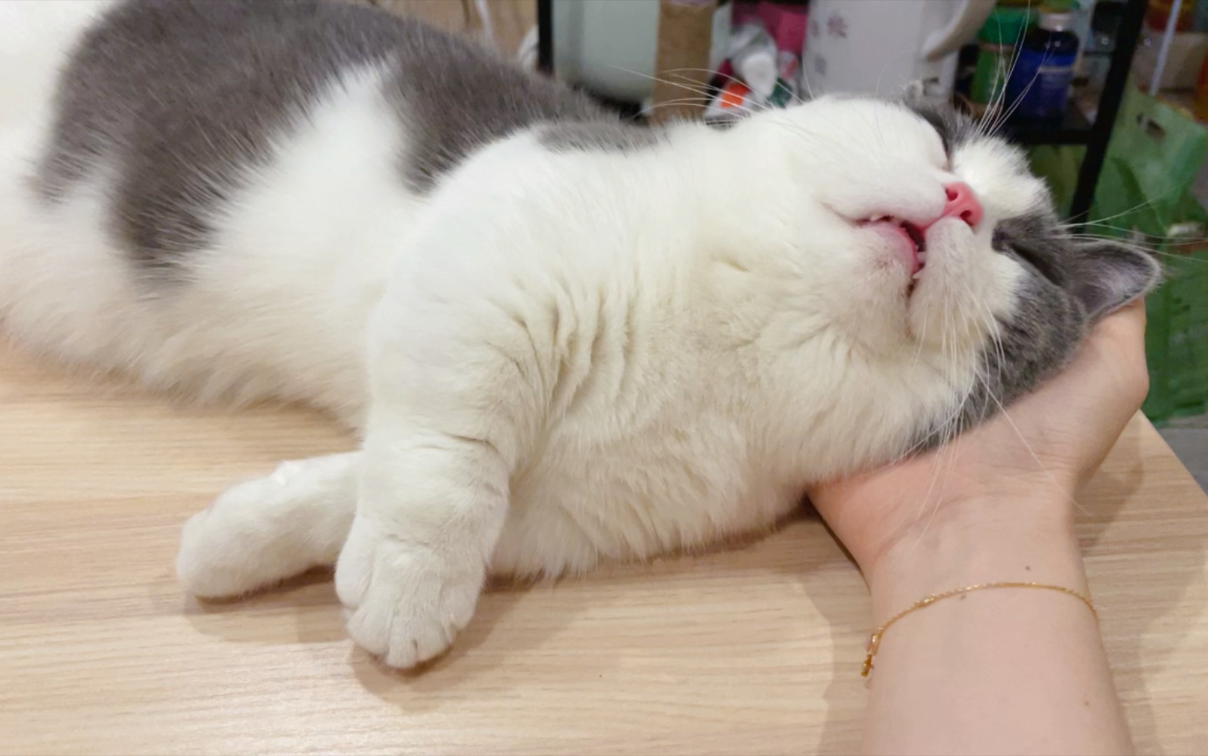 枕手手睡觉的喵星人