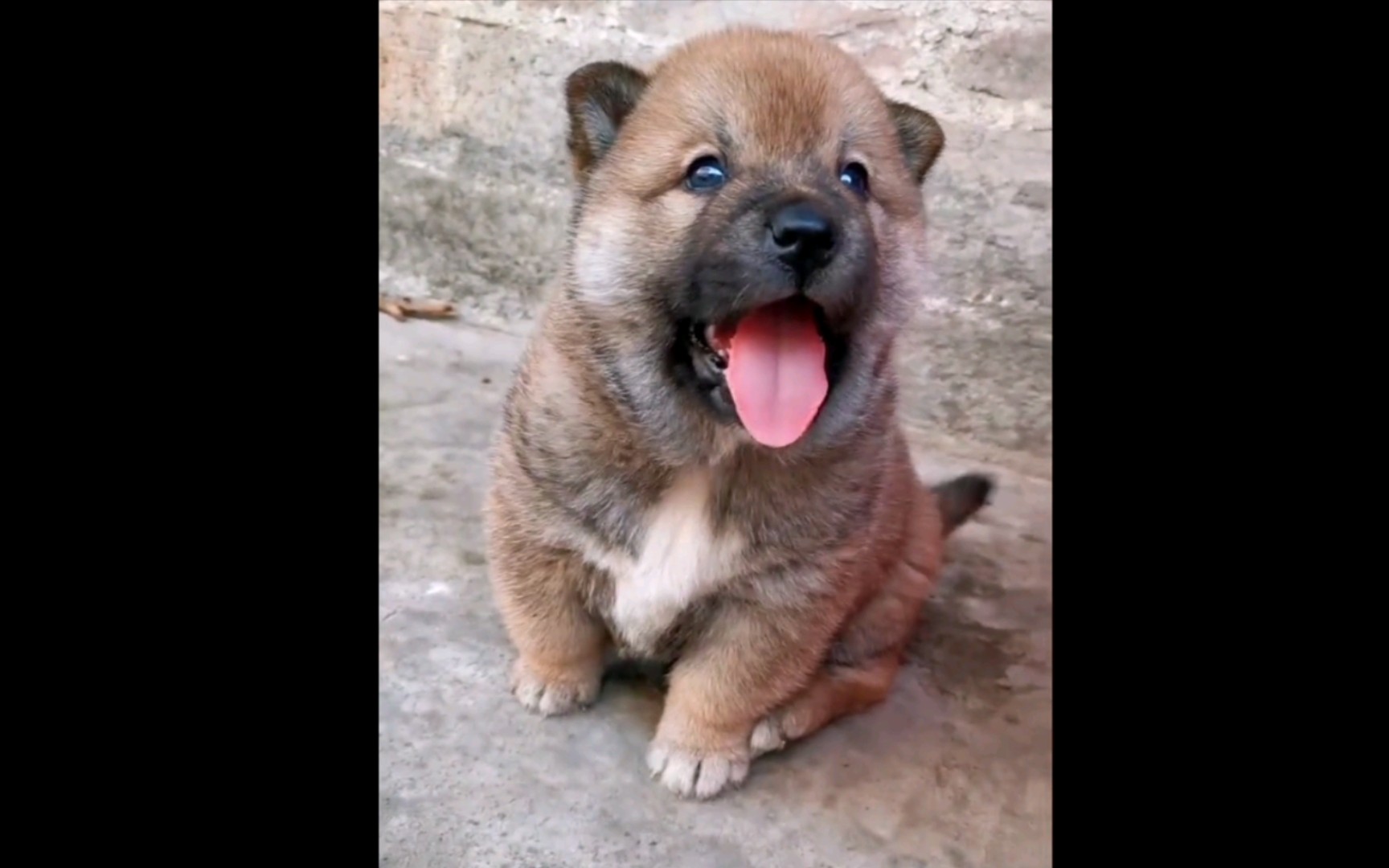 我无法拒绝憨憨修土狗-偷吃宵夜的喵呜-默认收藏夹-哔哩哔哩视频