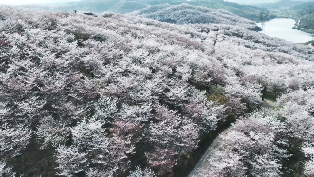 安顺黄腊樱花图片