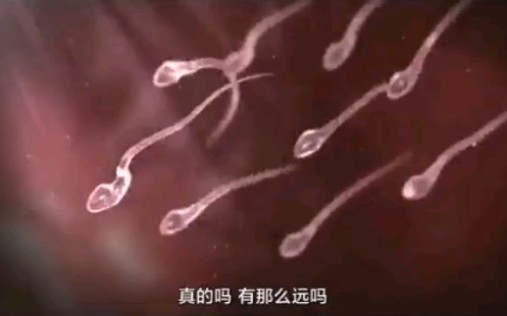 [图]【人文】生命的诞生物语 给孩子看的生命科普启蒙动画