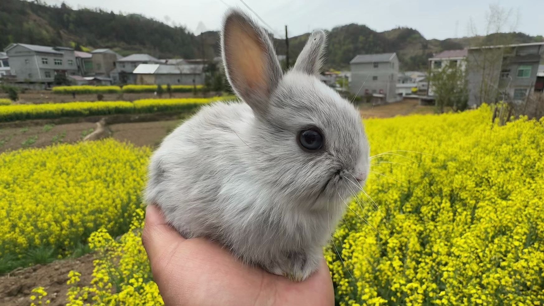 这哪是小兔子，简直就是除草机。。。