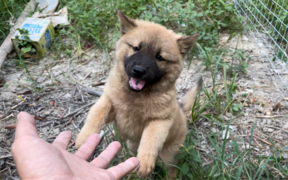 今天来测试一下黑嘴小土狗适不适合做伴侣犬,能不能毕业就看它了