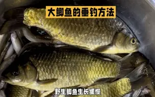 下载视频: 大鲫鱼的垂钓方法