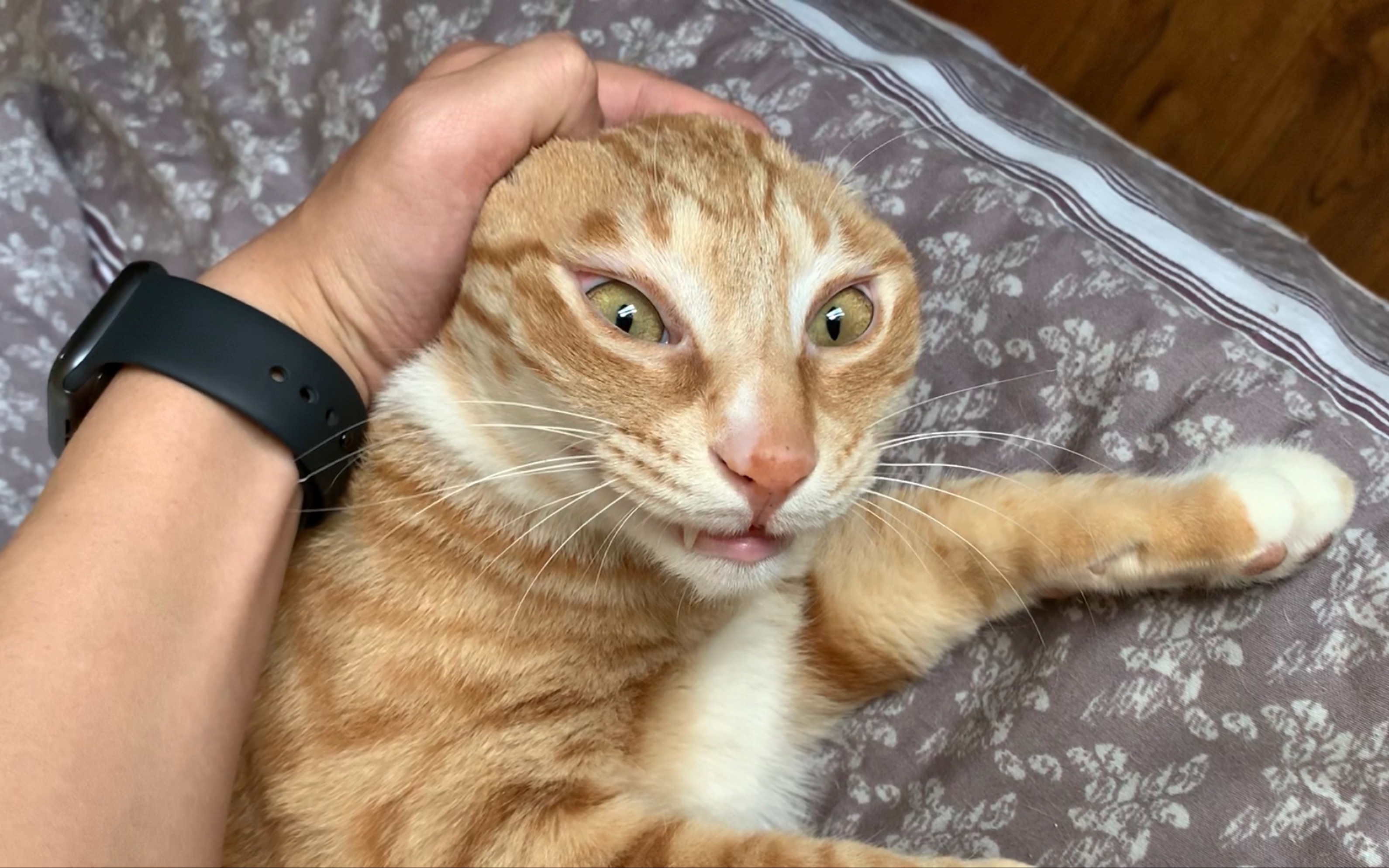 橘猫:妈,辫子扎的有点紧