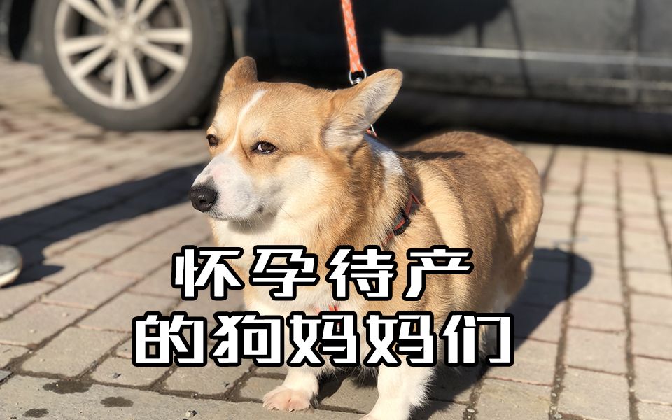 怀孕待产的狗妈妈们柯基这大肚子直接拖地了