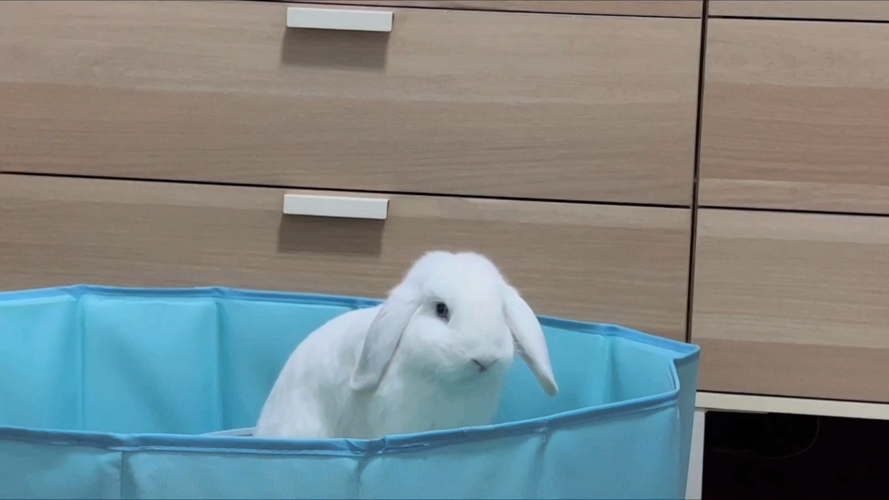 流浪垂耳兔小7早安吧唧嘴的小猪兔