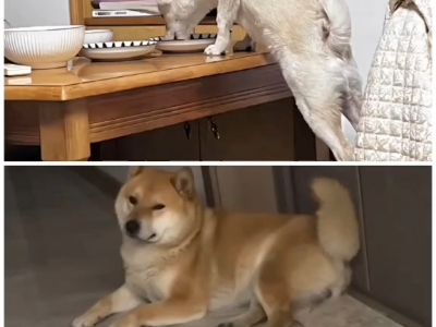 国庆节,中华田园犬上桌吃饭.日本狗秋田犬禁止吃饭.