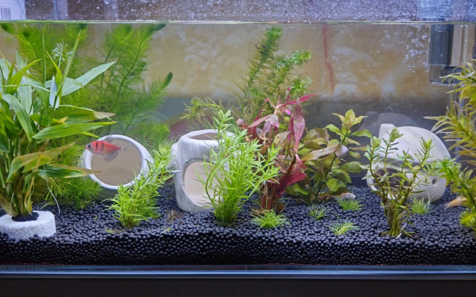 新手水草缸开缸成功