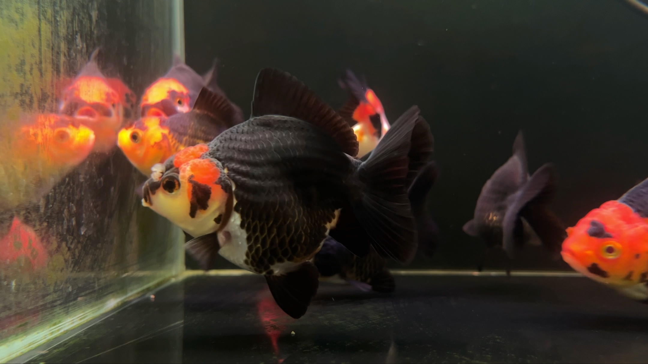 玛丽金鱼不变色是怎么回事?影响玛丽金鱼变色的三个因素!