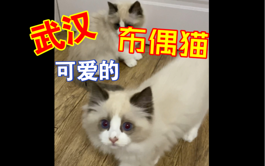 武汉布偶猫,布偶猫找新家,健康活泼!品相好,价格便宜!哔哩哔哩bilibili