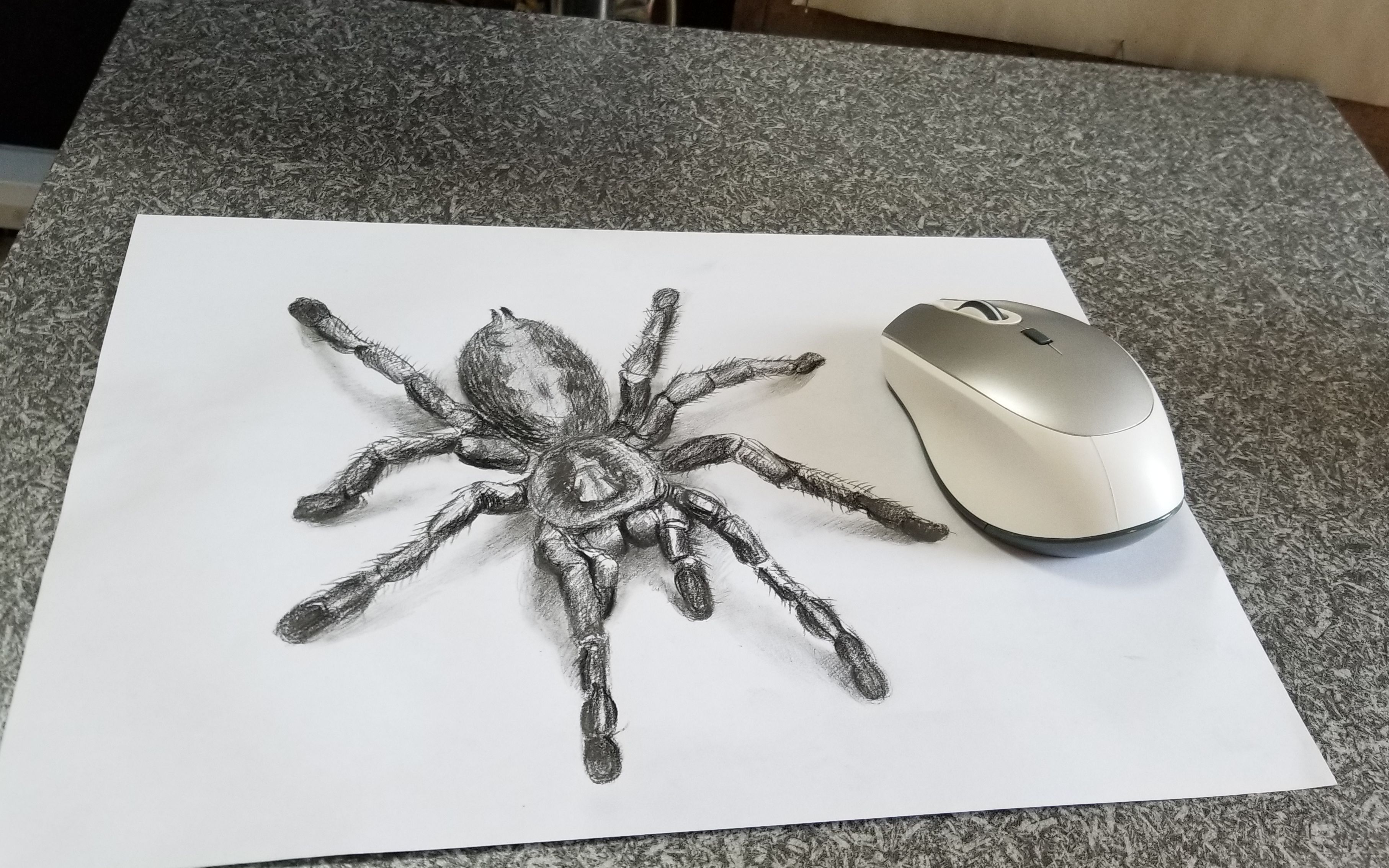 蜘蛛立体画真实图片