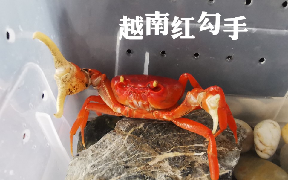 勾手蟹喂食合集