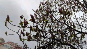 Good On The Reel 花 Maxgranna