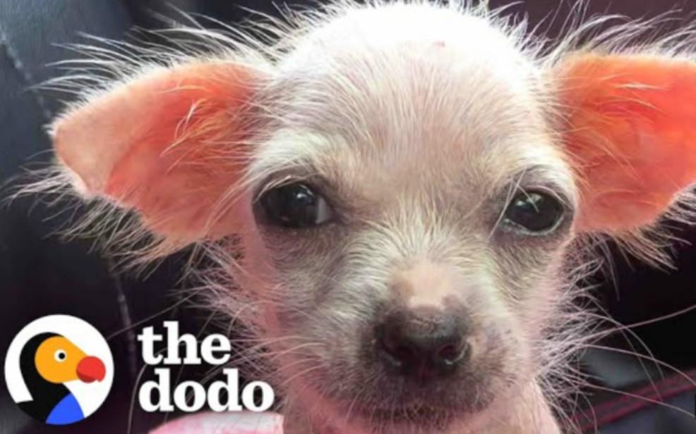 [图]Tiny Naked Pink Puppy Has The Biggest Glow Up | Little But Fierce The Dodo