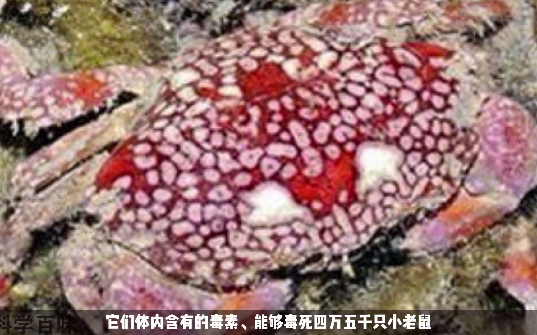 [图]十大海洋中最危险的生物，你见过能毒死45000只老鼠的螃蟹吗？