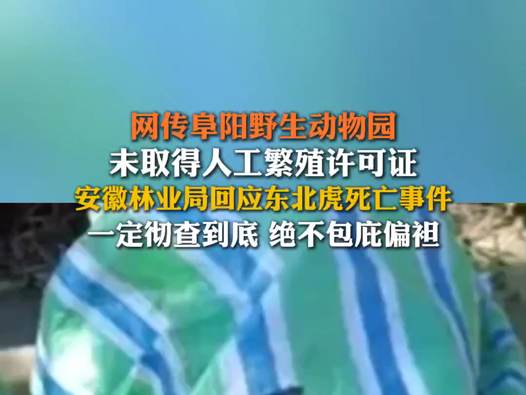 5月14日 网传#阜阳野生动物园未取得人工繁殖许可证 安徽林业局回应东北虎死亡事件:彻查到底,绝不包庇偏袒.哔哩哔哩bilibili