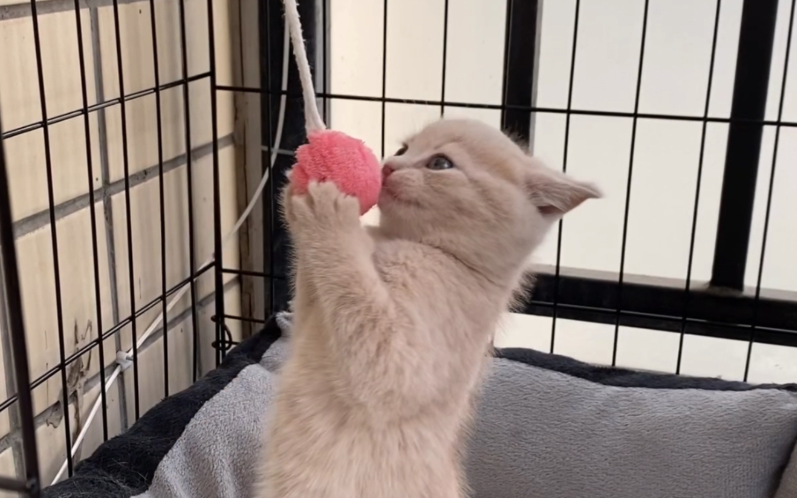 小奶猫第一次玩球!三只小可爱的性格,发育情况一目了然