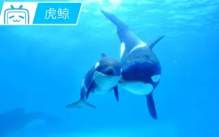 最美海洋生物 搜索结果 哔哩哔哩 Bilibili
