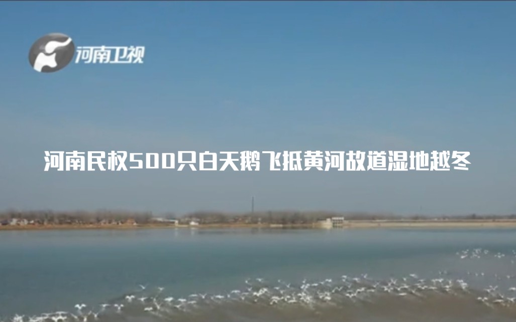 河南民权500只白天鹅飞抵黄河故道湿地越冬哔哩哔哩bilibili