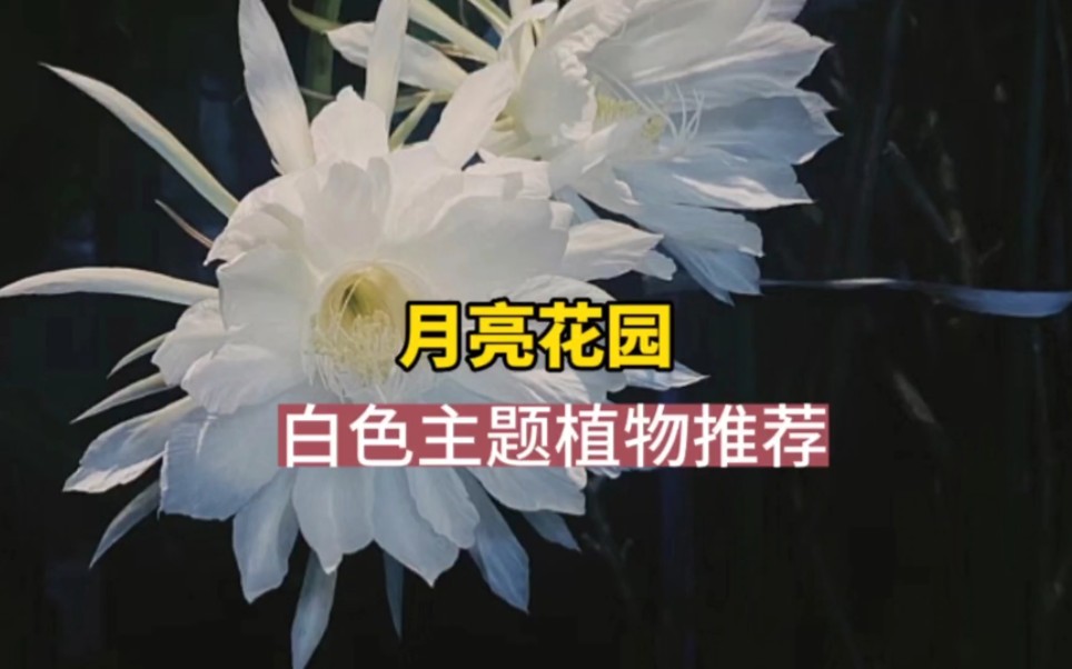 [图]月亮花园，白色植物更好的反射月光，芳香植物的氛围感#花园 #花境 #白色月光 #白色植物 #月亮