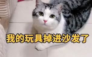 Download Video: 主人趴着帮猫找玩具，一抬头全家的猫都围过来了…