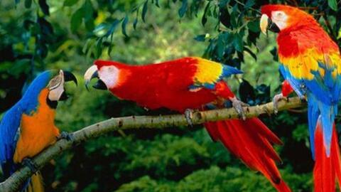 惊艳的网红鸟-八色鸟-哔哩哔哩