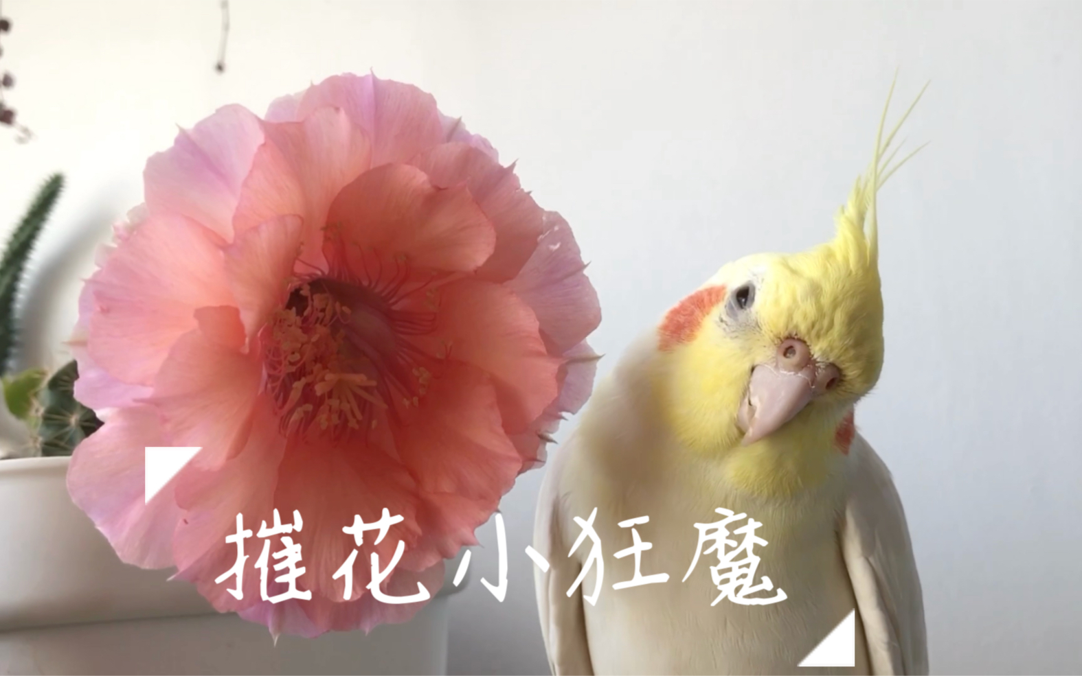 花样少年哔哩哔哩bilibili