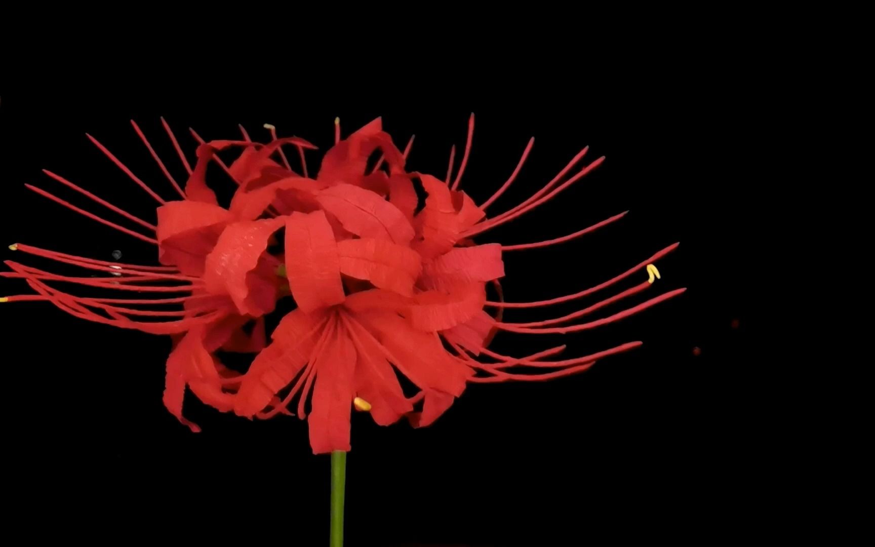 彼岸花纸艺花手工皱纹纸diy教程