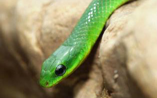 【暴毙王的日常】up的碎碎念