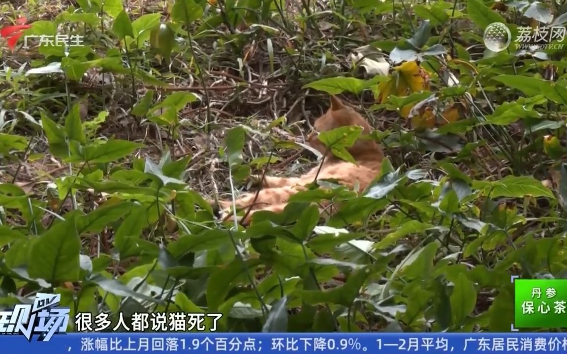 【粤语新闻】广州黄花岗公园流浪猫接连死亡 管理处提醒市民谨慎投喂哔哩哔哩bilibili