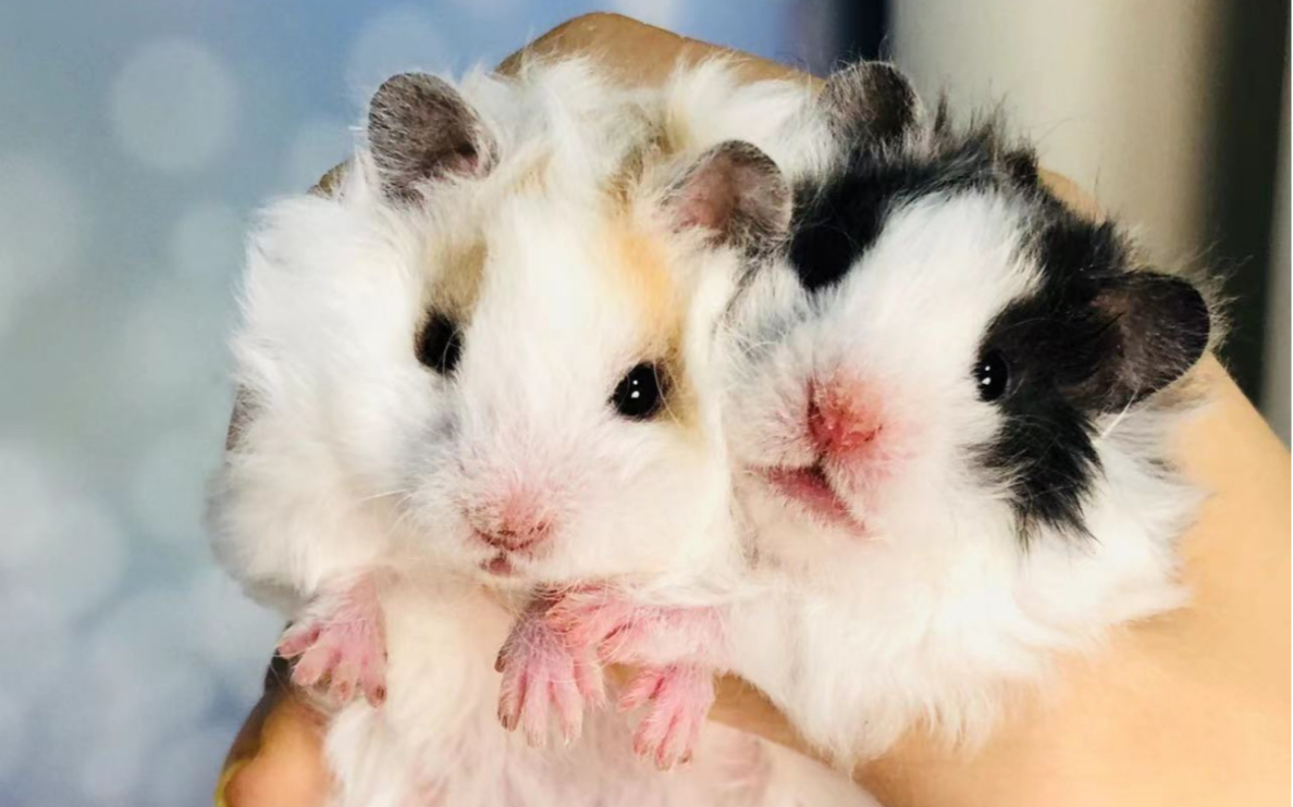 卷毛金丝熊花色欣赏黑眼线鸽灰眼线熊猫