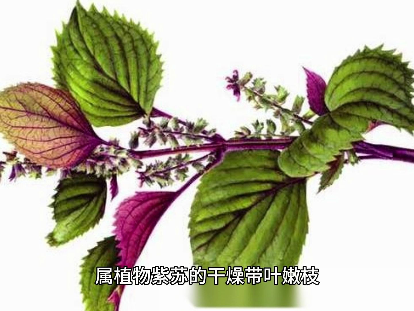 d11,行气止痛【紫苏】