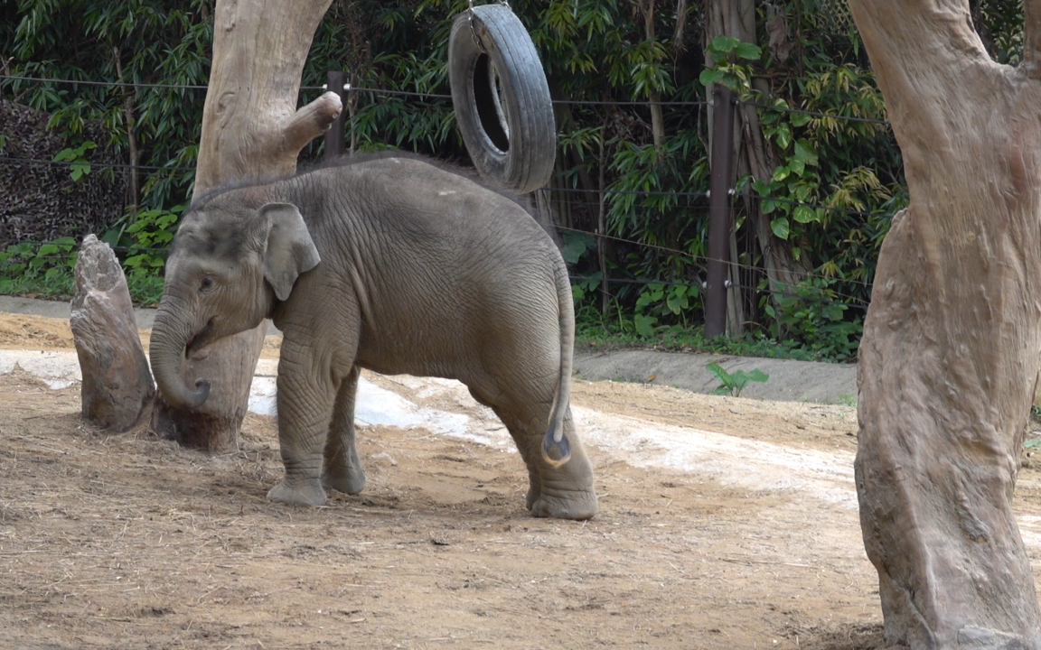 【婆罗洲矮象】虽然妈妈阿姨们都在等胡萝卜,但是卷卷独自一象岩轮胎