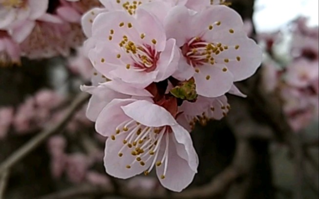 [图]杏花盛开了。