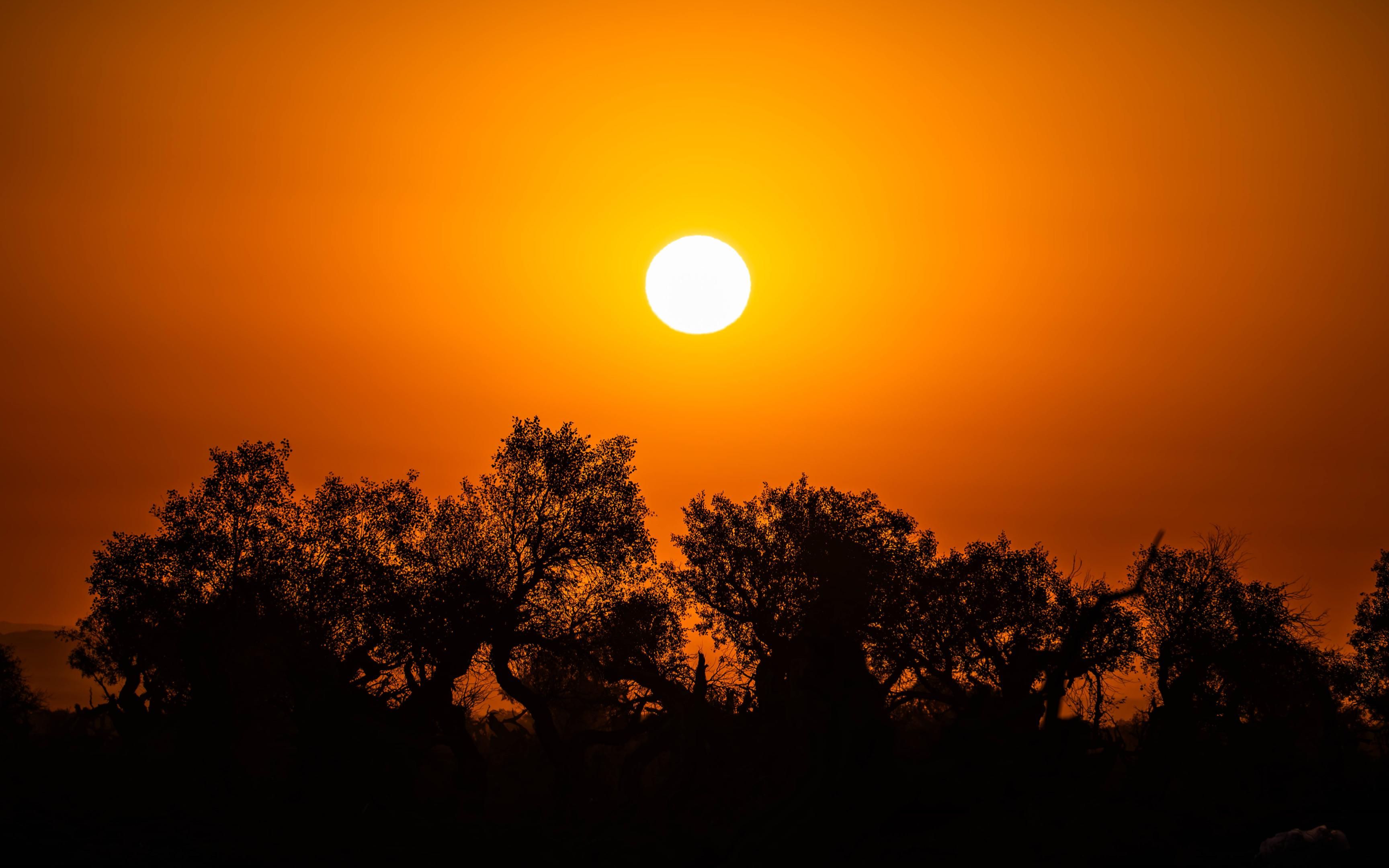 伊吾胡杨林大漠胡杨