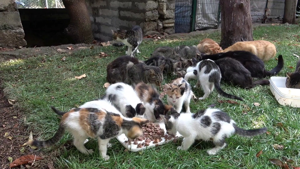 流浪猫泛滥!国外一公园里被遗弃了太多的小猫