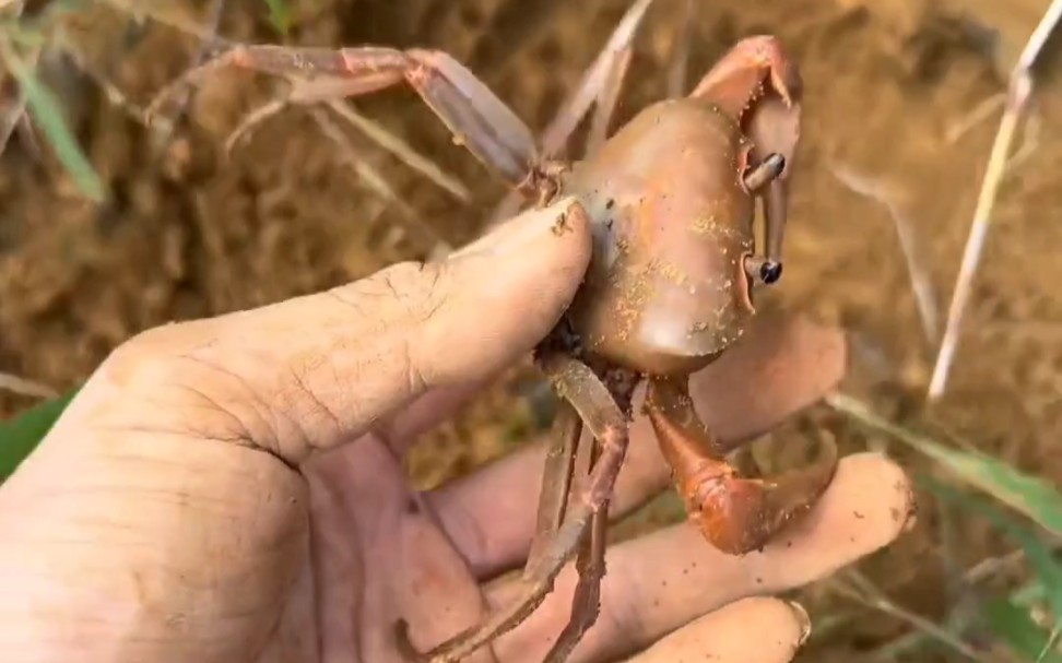 山里的灵芝蟹