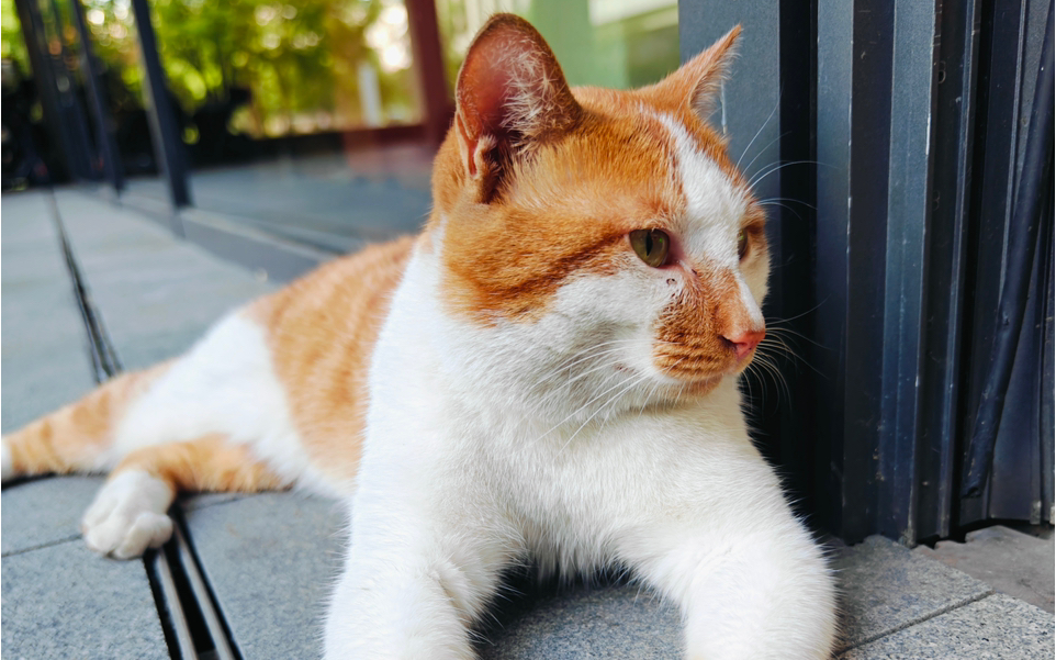 猫咪大佬啊#口罩 橘猫