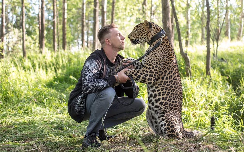 这 就 叫 宠 物 吗?【花豹凯撒】