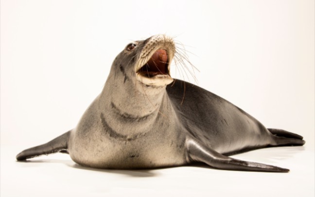 夏威夷僧海豹,新年快乐