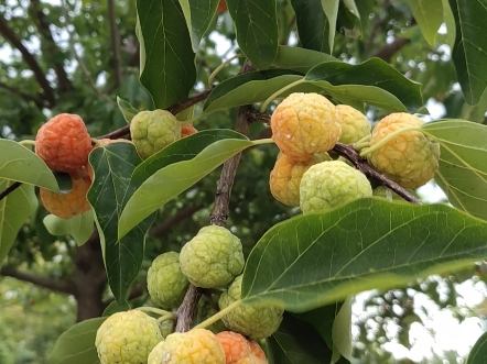 柞榛树的果实可以吃吗?