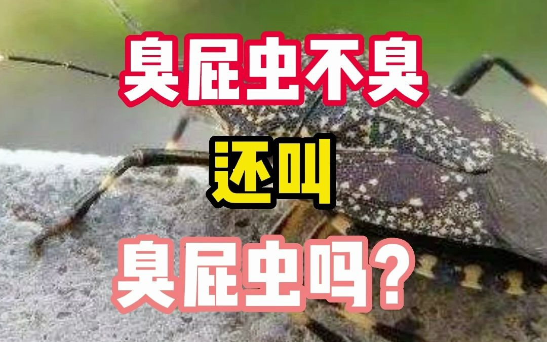 家里有臭屁虫怎么灭杀?哔哩哔哩bilibili